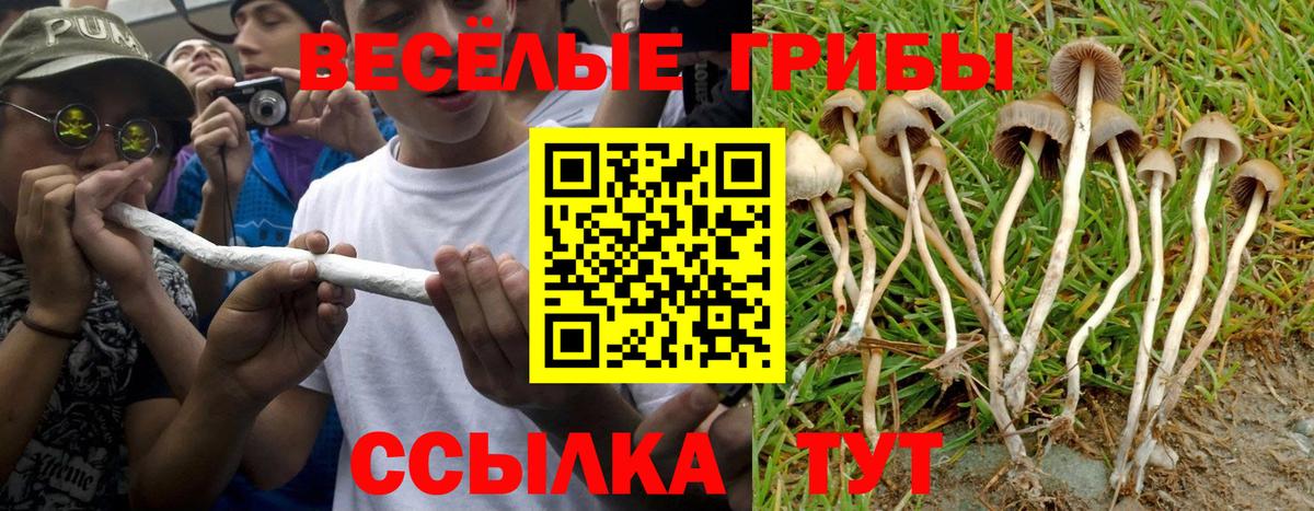 Галлюциногенные грибы Psilocybe  Вход с VPN  где продают наркотики  Тайшет 